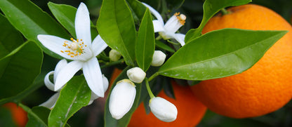 Witch Hazel Toner